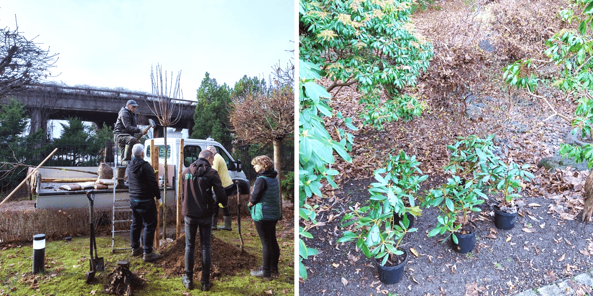 Zimowe prace w Ogrodzie Japońskim we Wrocławiu