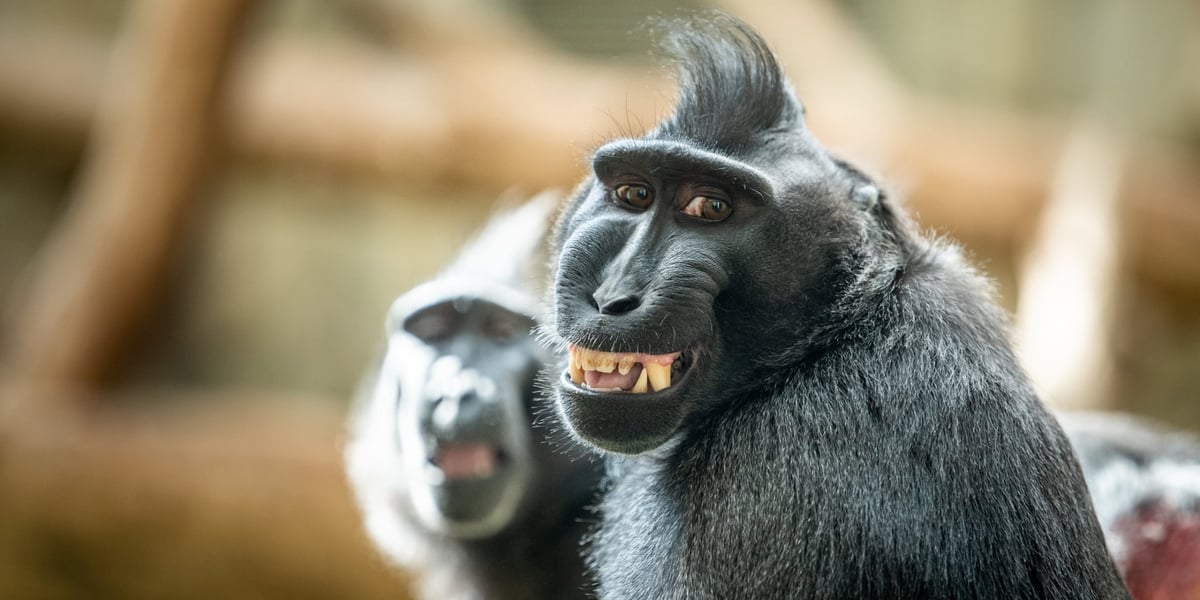 Makak czubaty z wrocławskiego zoo. Czy faktycznie się uśmiecha? Wyjaśnienie w tekście.