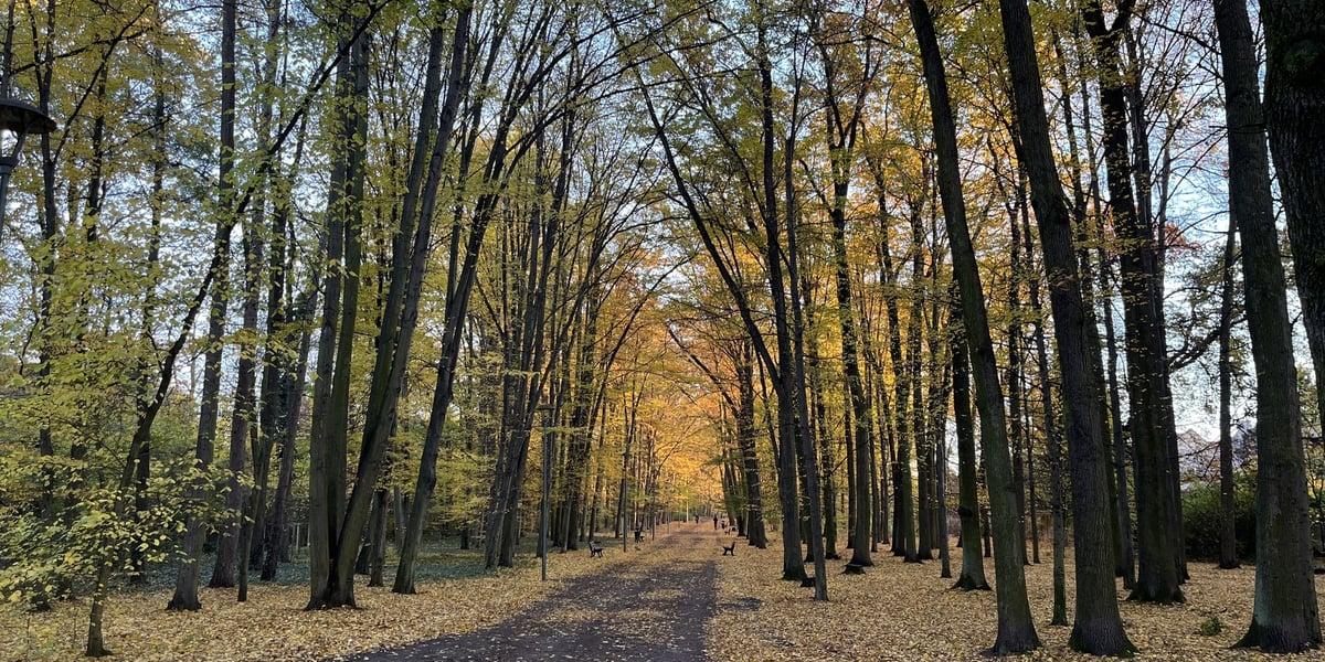 Widok na parkową aleję wśród szpaleru jesiennych drzew. Aleja Romera w Parku Grabiszyńskim.
