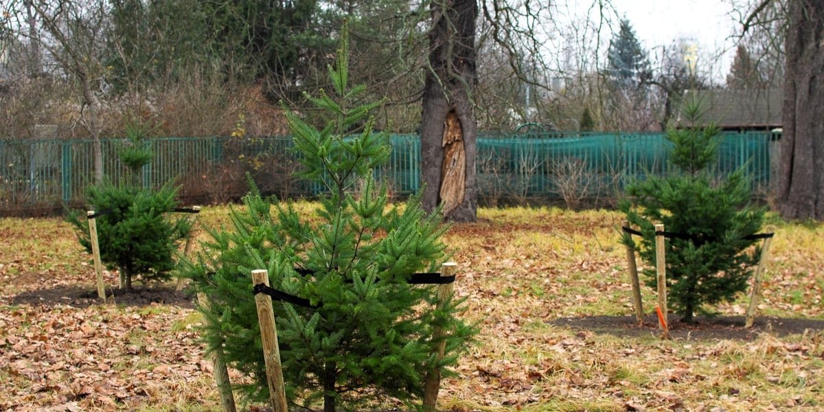 Drzewa posadzone na Armii Krajowej. Na niemal całej długości alei przybędzie ponad 600 drzew