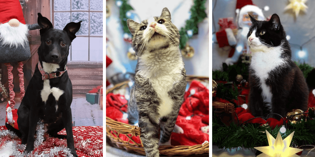 Świąteczna sesja Ekostraży