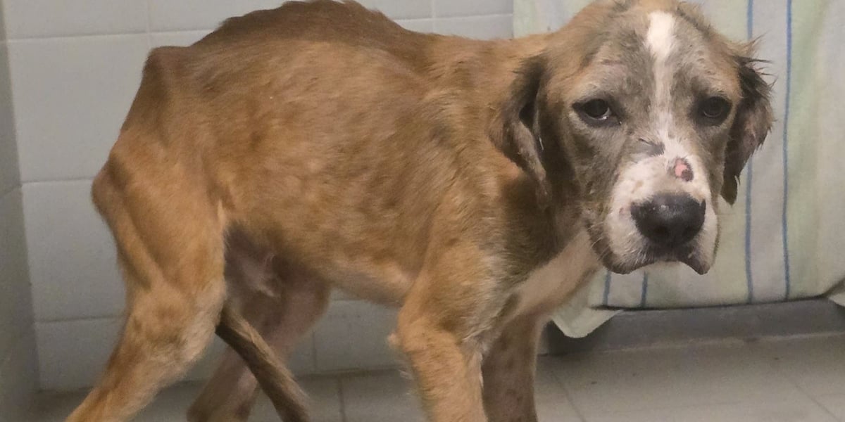 Jeden z 9 psów odebranych właścicielowi podczas interwencji na Rakowcu.