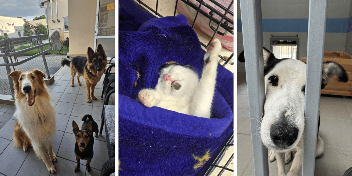 Kolaż 3 zdjęć przedstawiających zwierzęta we wrocławskim Schronisku dla Bezdomnych Zwierząt - psy i kota