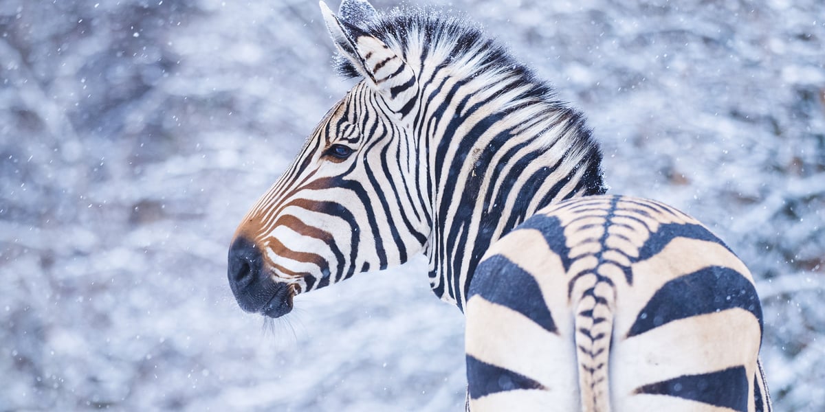 Zebra na śniegu