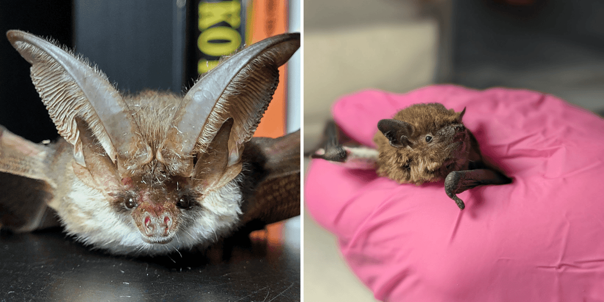 Kolaż 2 zdjęć przedstawiających 2 nietoperze, z lewej gacek, z prawej karlik
