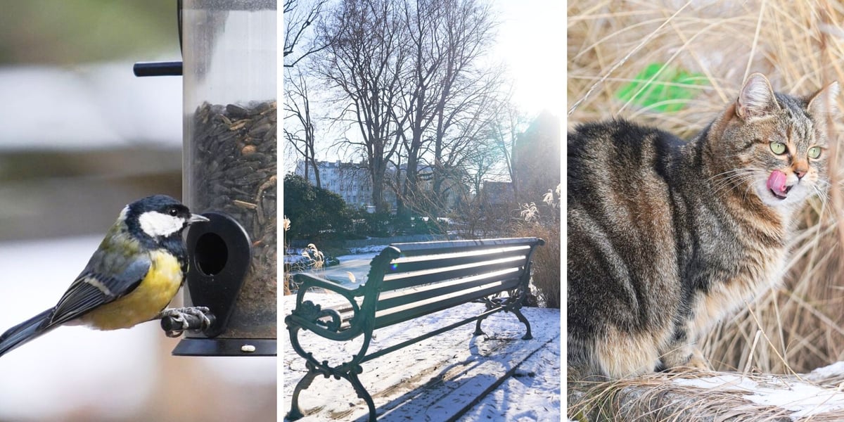 Na zdjęciach od lewej sikorka zjadająca ziarna, ławka w Ogrodzie Botanicznym, oblizujący się kot na ścieżce
