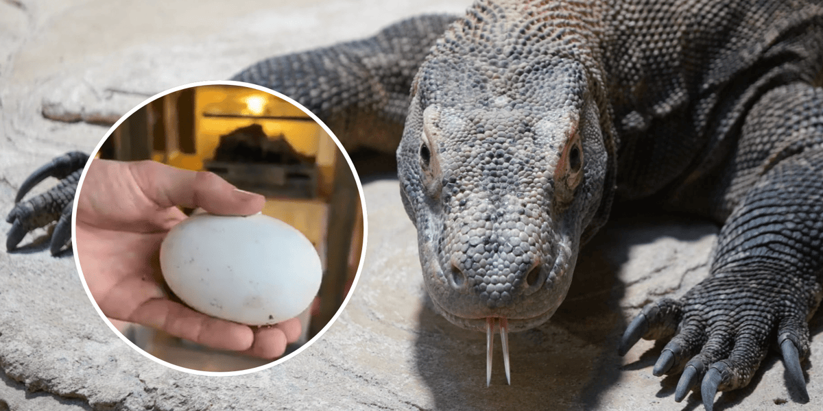 ZOO Wrocław: Smoczyca Flores zniosła jaja. Tata? Nieobecny