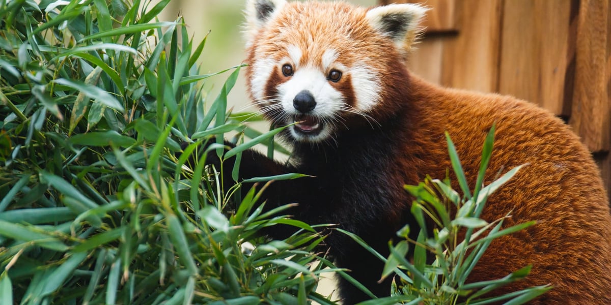 Panda ruda i jej przysmak: bambus