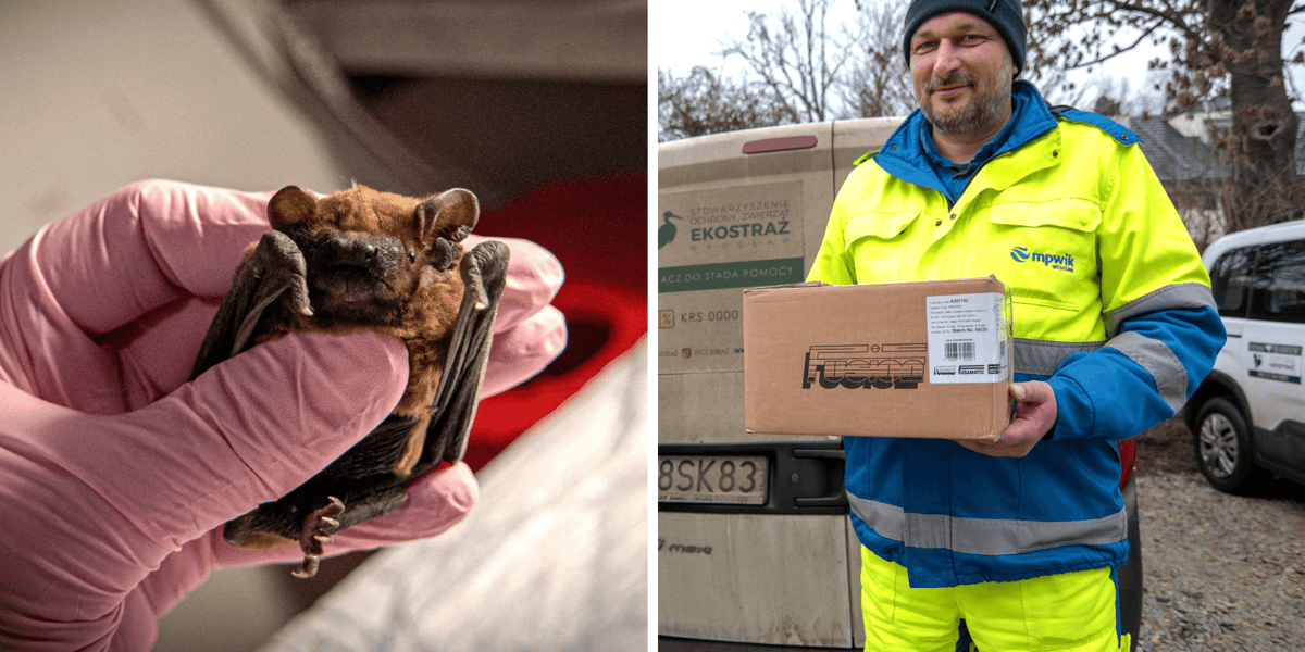 Kolaż 2 zdjęć: z lewej uratowany nietoperz, z prawej jeden z pracowników MPWiK, który go uratował