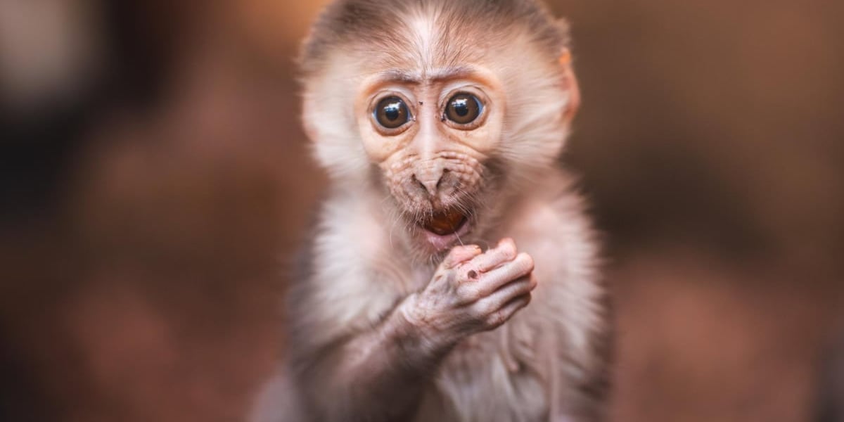 Sam z ZOO Wrocław. Młoda mangaba rudoczelna 