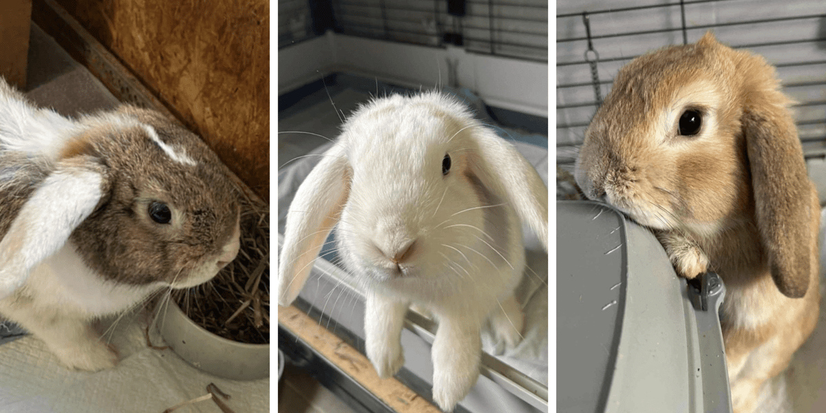 Króliki do adopcji w Schronisku dla Bezdomnych Zwierząt we Wrocławiu, od lewej Kacperek, Filifionka, Szymuś