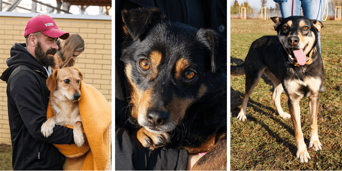 3 spośród 10 psów odebranych z zamkniętego schroniska Happy Dog w Sobolewie, obecnie są pod opieką Schroniska dla Bezdomnych Zwierząt we Wrocławiu