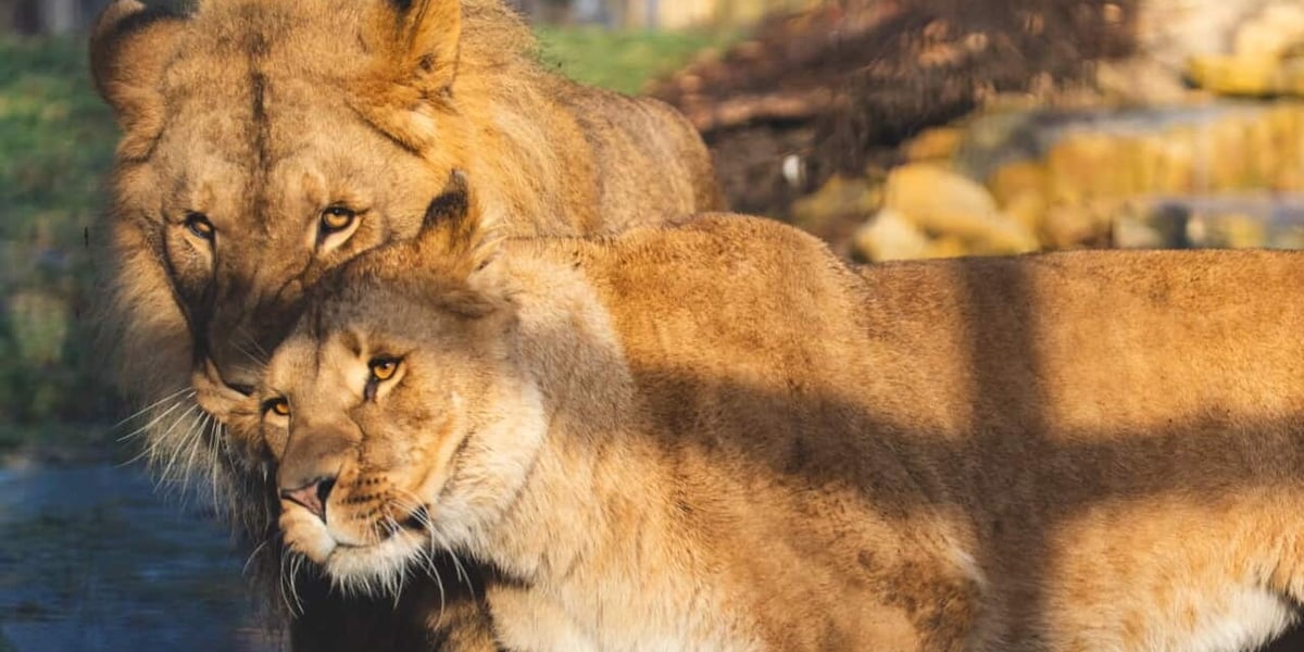 Togo i Malkia, lwy z wrocławskiego zoo
