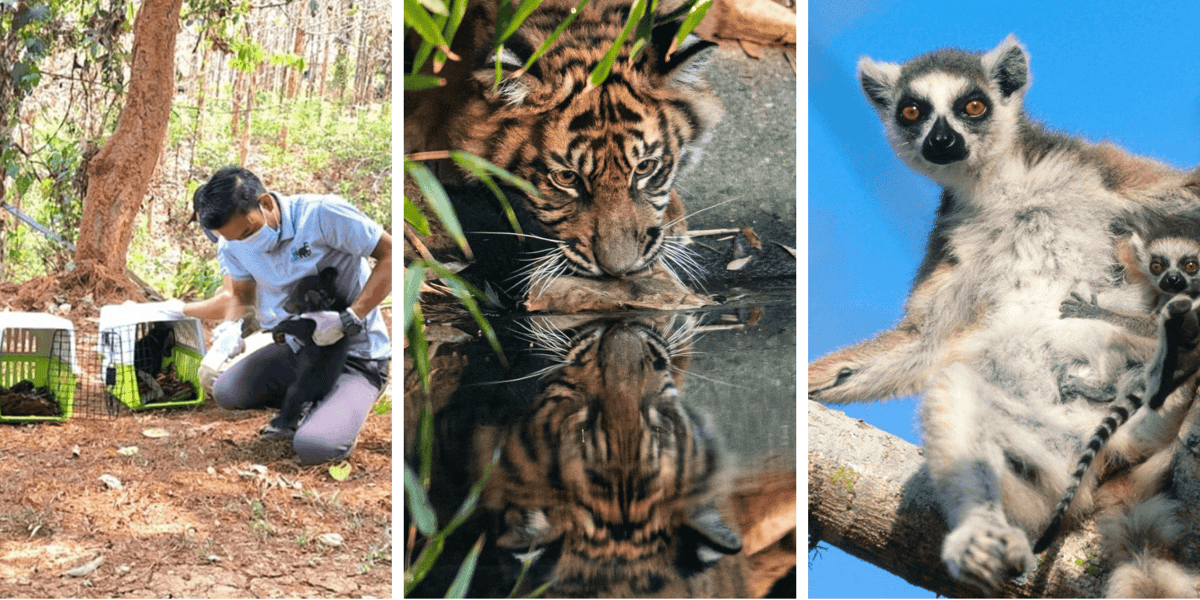 Kolaż 3 zdjęć, przedstawiających zwierzęta wspierane przez ZOO Wrocław i fundację DODO: od lewej: organizacja Free the Bears którą wspiera DODO, tygrys sumatrzański, lemur katta