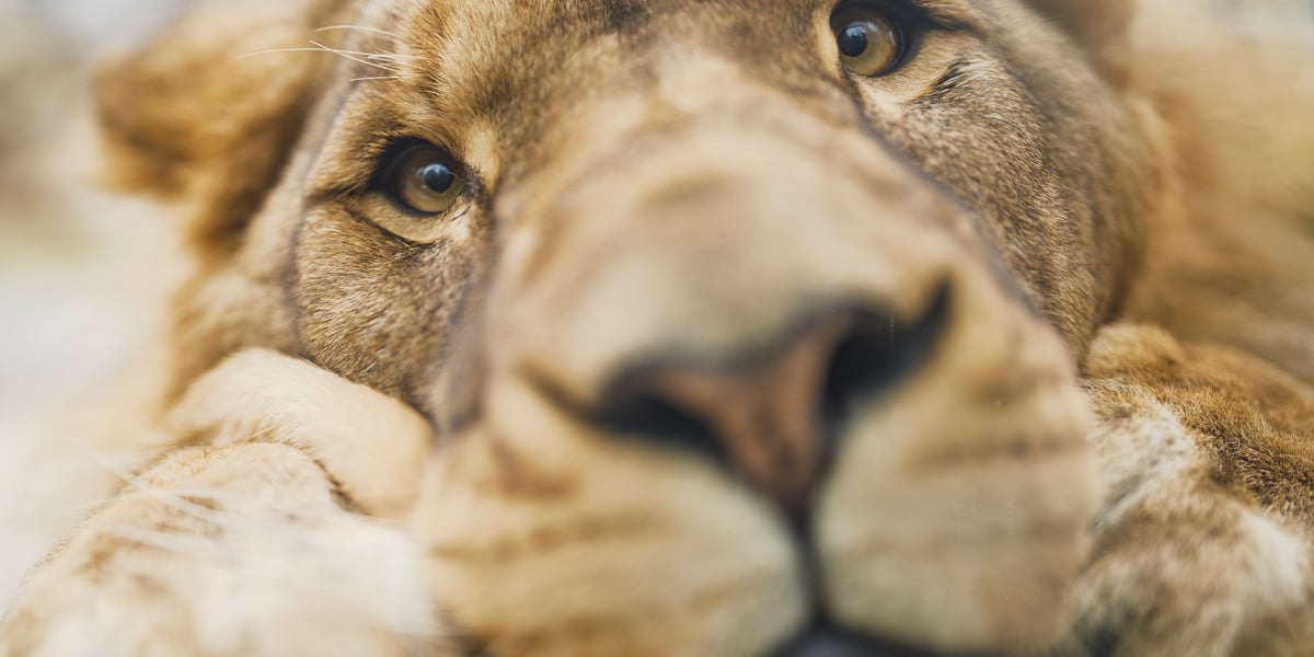 Lew Togo z wrocławskiego zoo