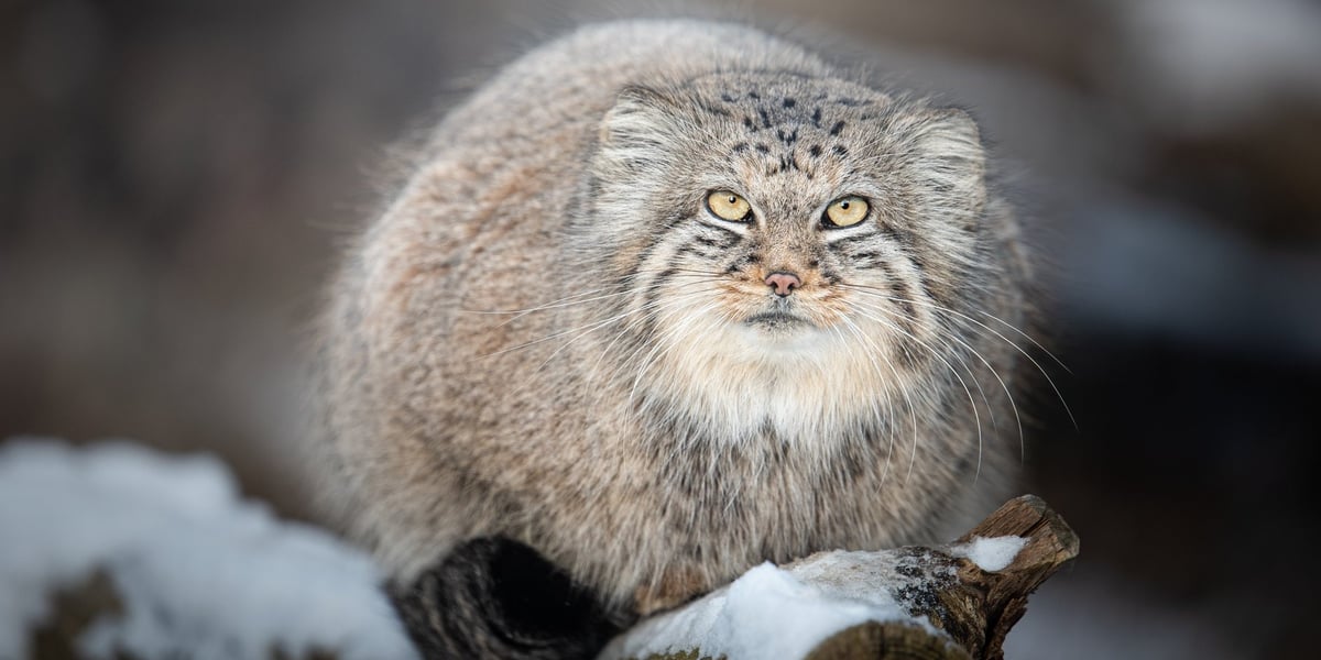 Jeden z manuli z wrocławskiego zoo - Zarina w zimowej szacie