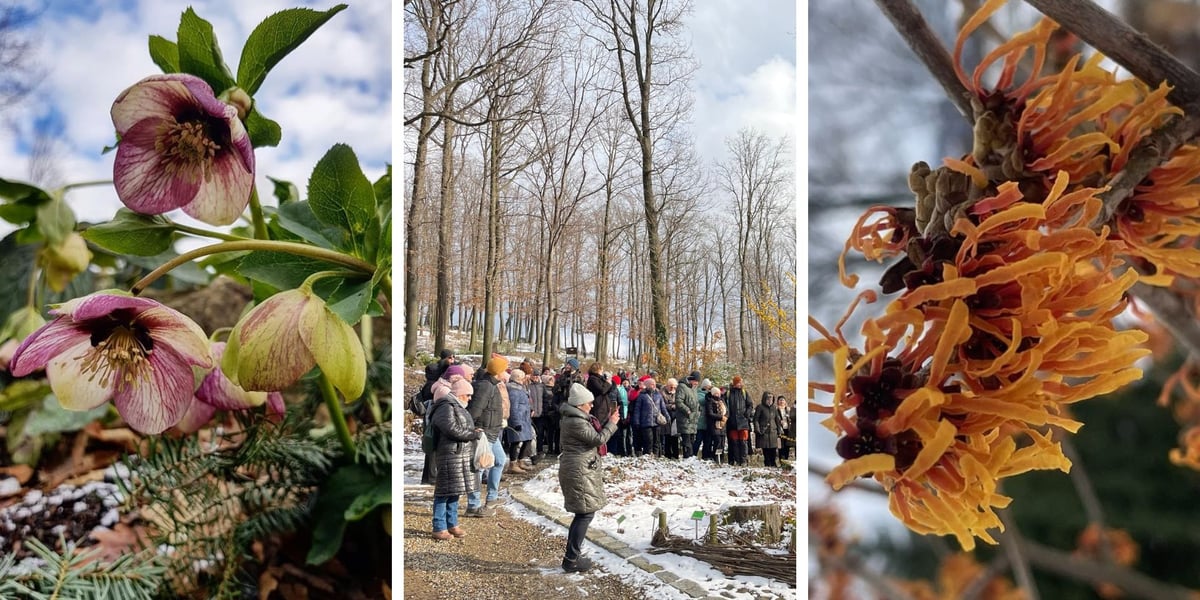 Na zdjęciu z lewej ciemiernik wschodni, w środku oprowadzanie zimowe po Arboretum, z prawej oczar