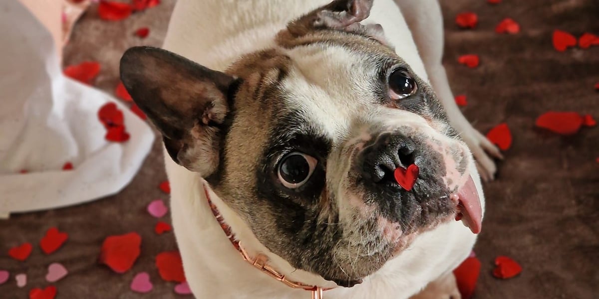 Jeden z psów czekających na dom w Schronisku dla Bezdomnych Zwierząt we Wrocławiu - Samotny Lutek