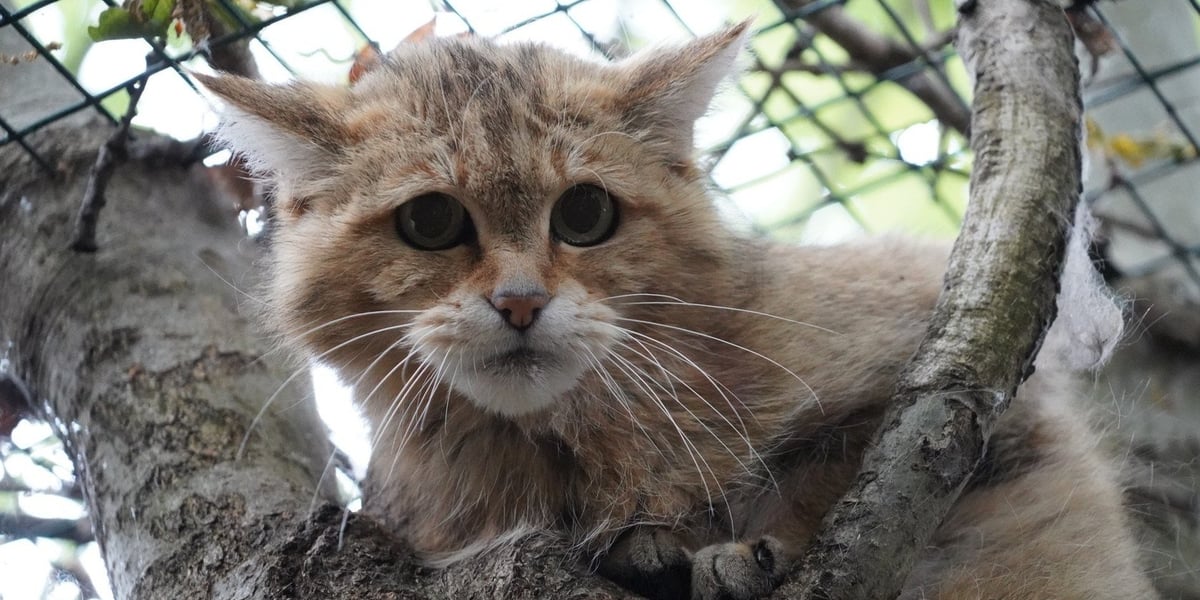 Żbik z wrocławskiego zoo