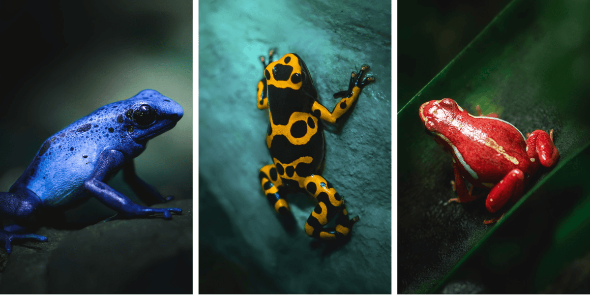 Kolaż 3 zdjęć przedstawiających żaby, które można oglądać w Terrarium we wrocławskim zoo.