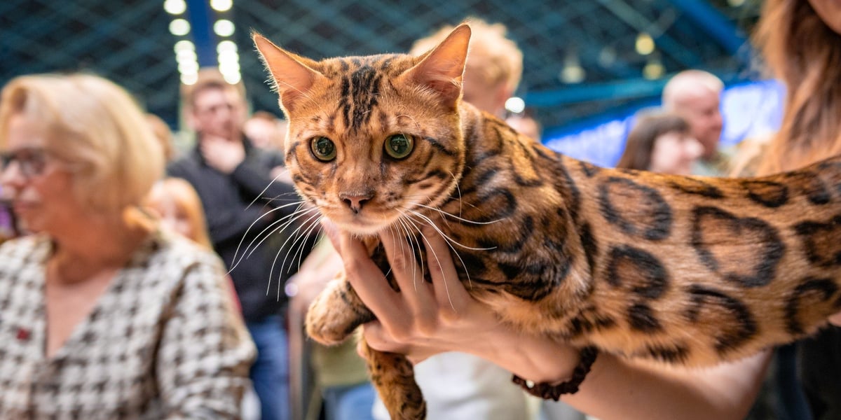  Cat Show Wrocław w Hali Orbita we Wrocławiu, 7 marca 2026