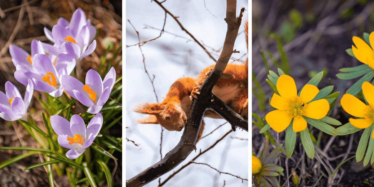 Kolaż 3 zdjęć - pierwsze kwitnące kwiaty oraz wiewiórka w Ogrodzie Botanicznym we Wrocławiu, 8 marca 2026