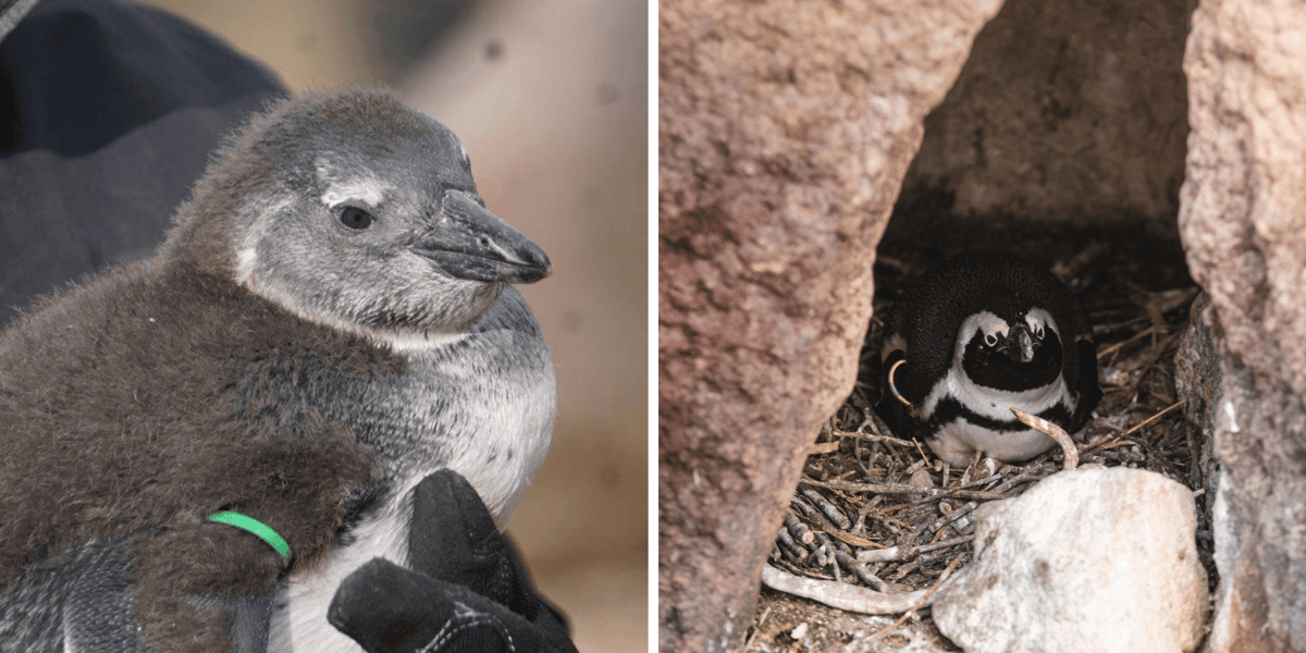Kolaż 2 zdjęć: pisklę pingwina tońca z wrocławskiego zoo oraz pingwin w budce