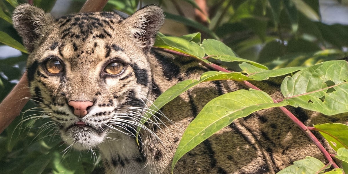 Pantera mglista z wrocławskiego zoo