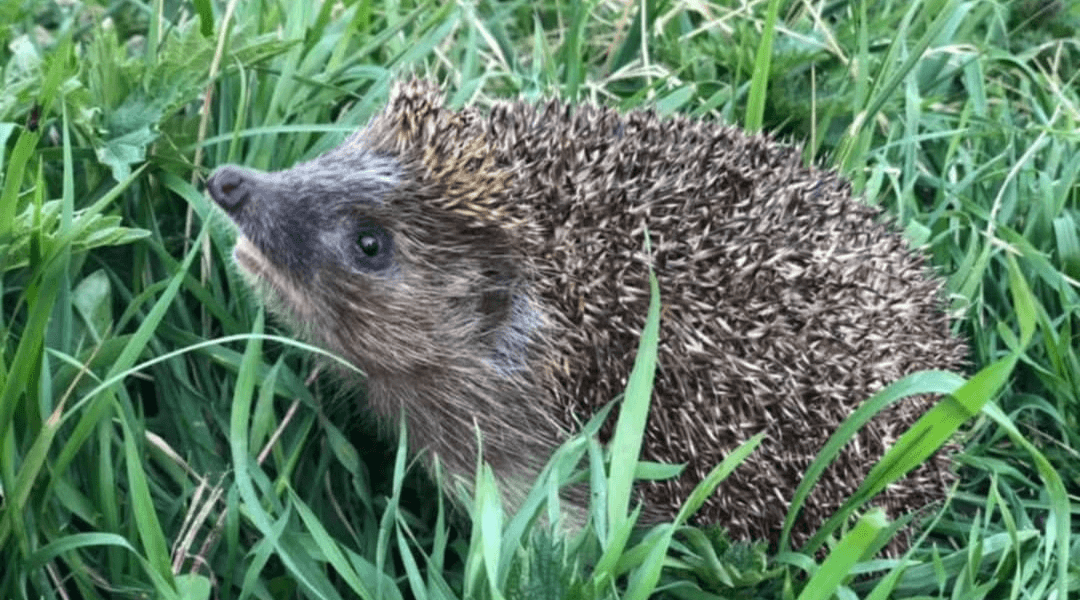 Wracający do natury jeż, który wcześniej był pod opieką Ekostraży