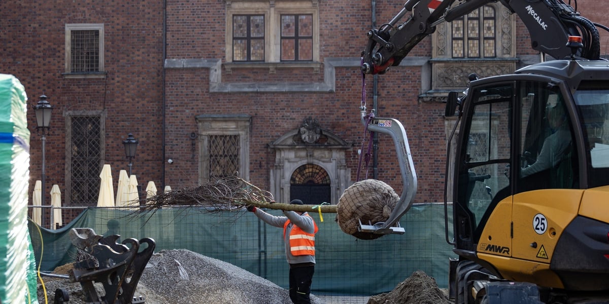 Dziś na wrocławski Rynek dotarła kolejna partia drzew. To wiązy i robinie. Na zdjęciu drzewo do zasadzenia, w tle ratusz.