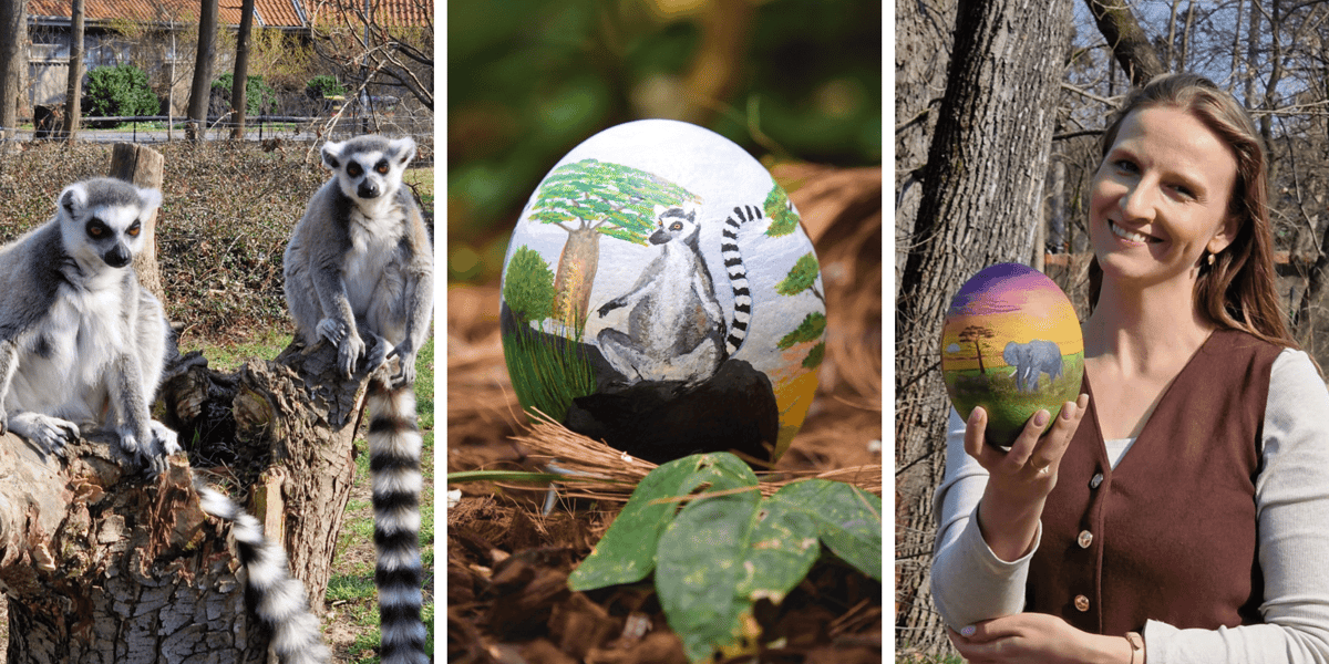 Kolaż 3 zdjęć: lemury katta, jedna z pisanek ze strusich jaj, Weronika Łysek, rzeczniczka ZOO Wrocław trzymająca pisankę