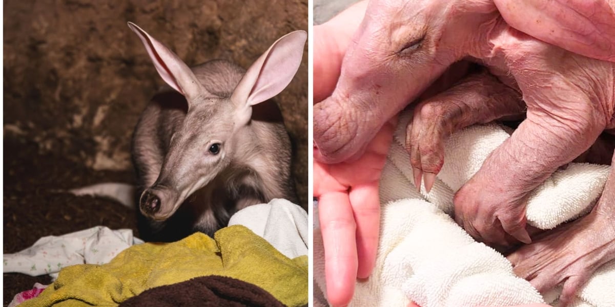 Mrównik z wrocławskiego zoo