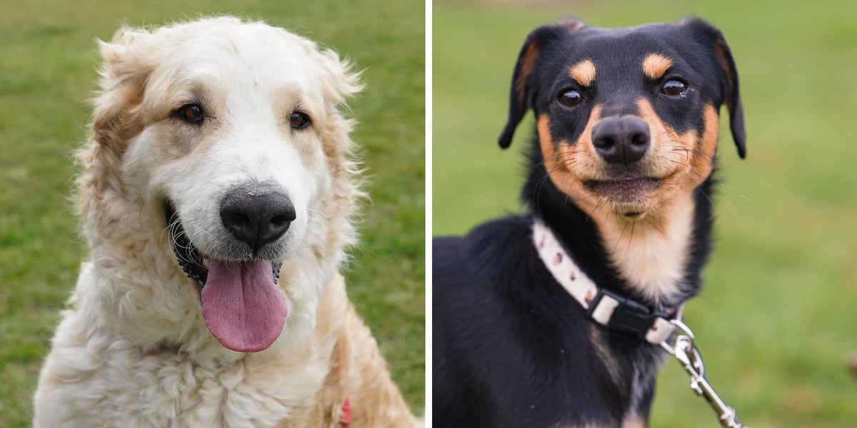 Z lewej Fiona, z prawej Bambi - psy do adopcji z wrocławskiego schroniska / marzec 2026 r.