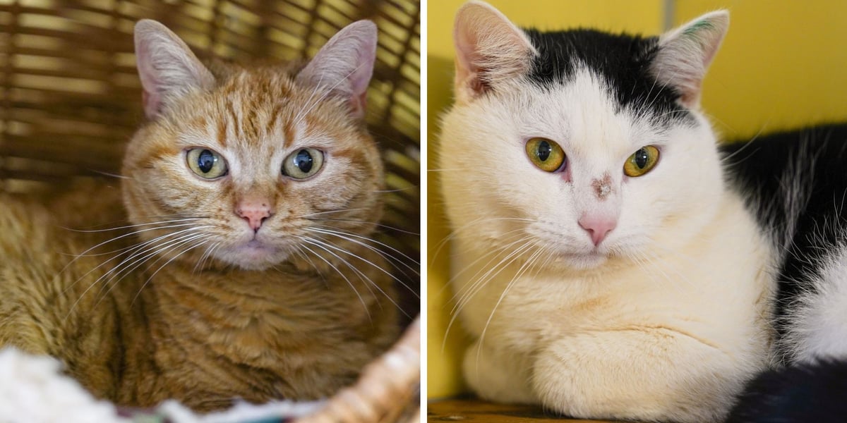 Z lewej Mimi, z prawej Antoś - koty do adopcji z wrocławskiego schroniska