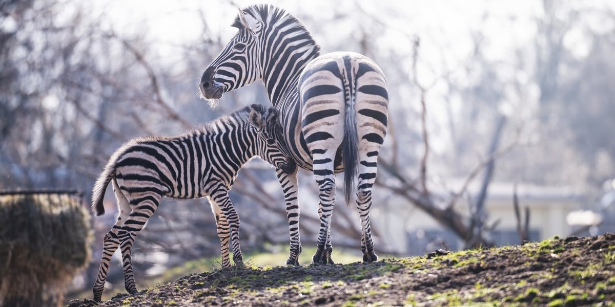 Brukselka z mamą. Na zdjęciu dwie zebry Chapmana z wrocławskiego zoo
