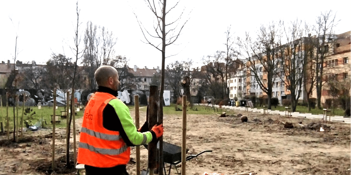 Trwają wiosenne nasadzenia drzew i krzewów, na zdjęciu mężczyzna sadzi drzewo