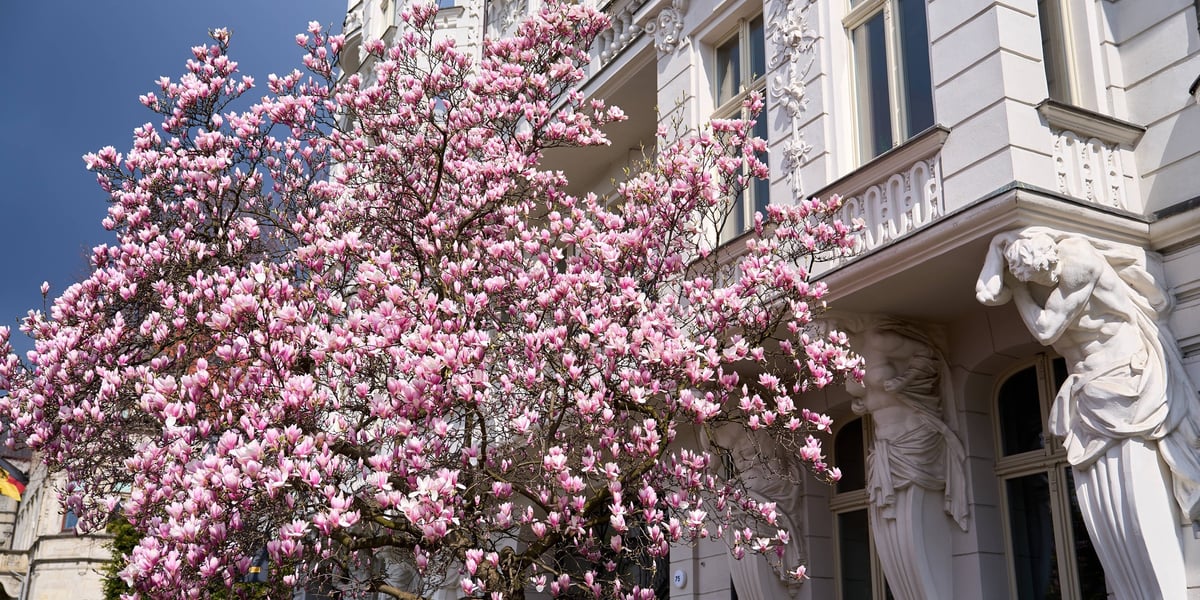 Zdjęcie przedstawiające drzewo magnolii rosnące przy zabytkowej kamienicy, w pełnym rozkwicie.