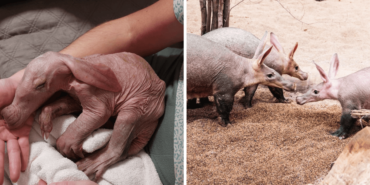 Kolaż 2 zdjęć: z lewej Bubu, mały mrównik, który tuż po narodzinach został porzucony przez matkę, Bubu z rodzicami na wybiegu