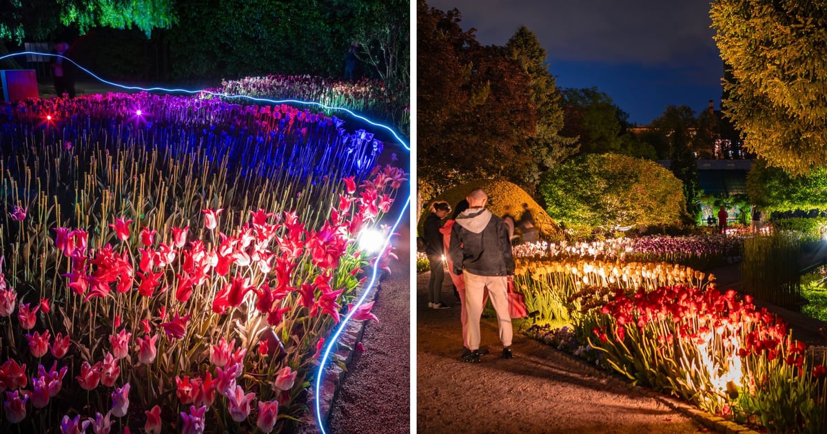 Tulipanowe iluminacje wracają! Magiczne wieczory w Ogrodzie Botanicznym