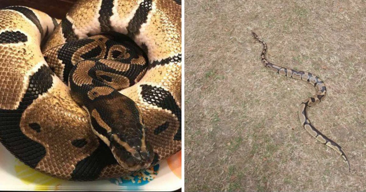 Uwaga! Na Nadodrzu zaginął... pyton królewski. „Nie jest agresywny”