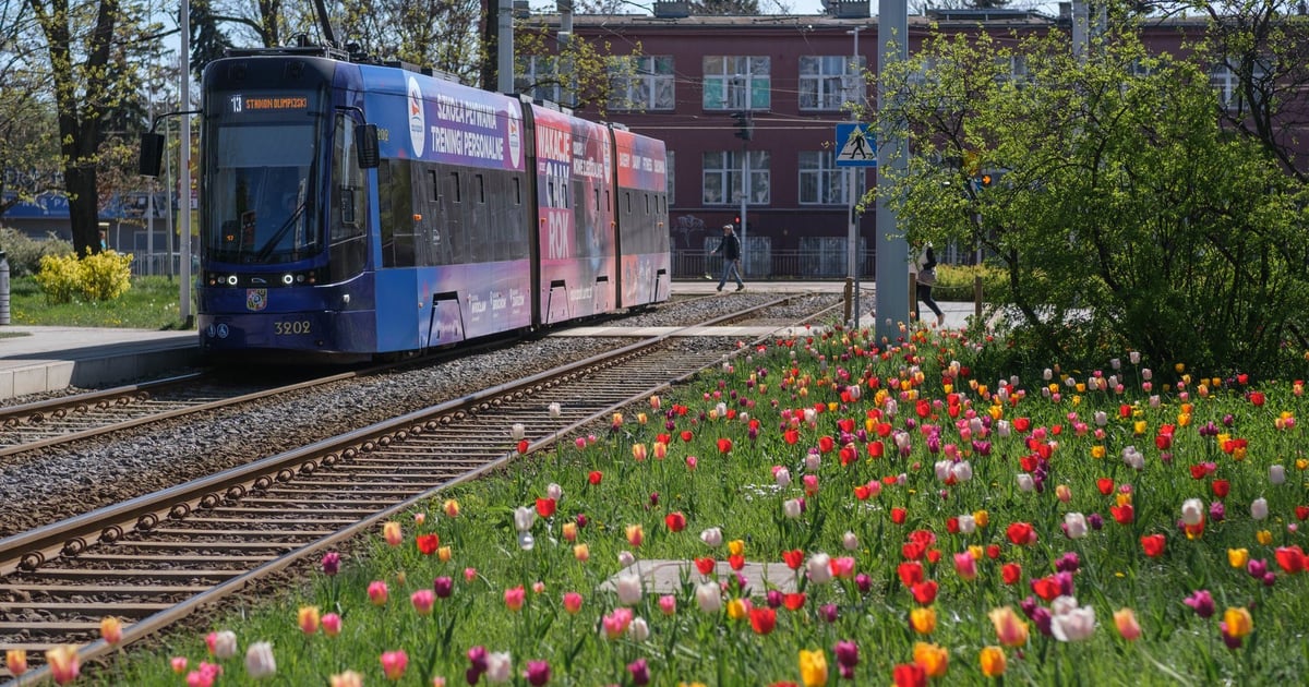 Wrocławskie tulipany cieszą oko. Gdzie je zobaczymy?