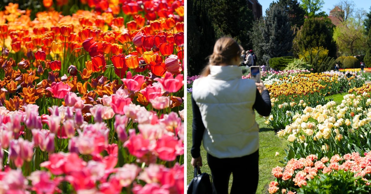 Festiwal Tulipanów w Ogrodzie Botanicznym – w sobotę, 9 maja | PROGRAM