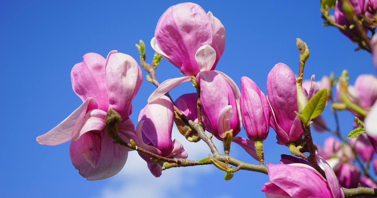 Wrocławska Magnolia przyznana! Oto najlepsze prace magisterskie dotyczące Wrocławia