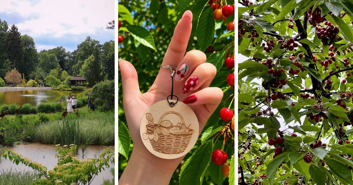 Lubicie czereśnie? Możecie zjeść je prosto z drzewa i pobić rekord. W Arboretum Wojsławice!