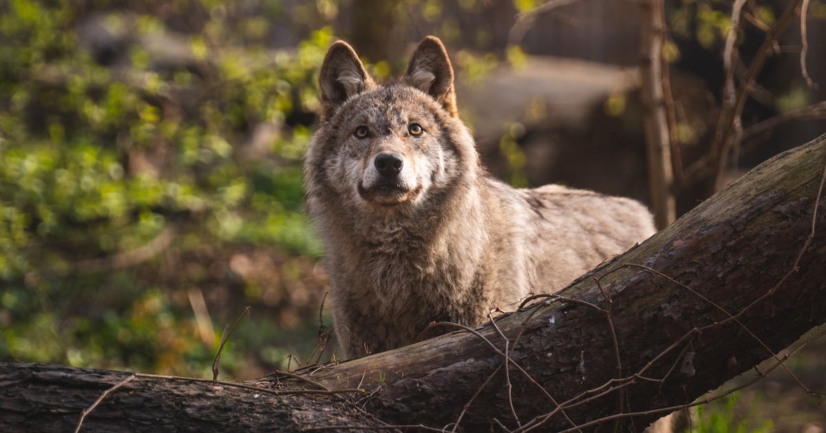 Noc z wilkiem w Zoo Wrocław? Mamy dla Was podwójne zaproszenia [KONKURS]