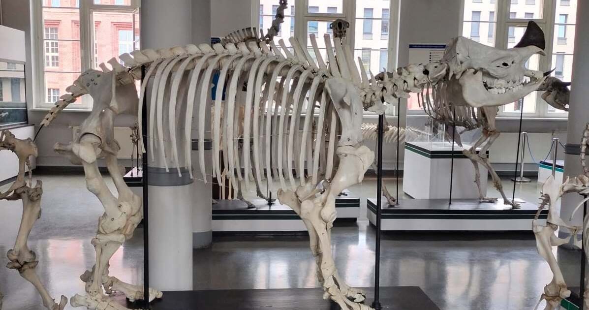 Muzeum Przyrodnicze: Wrócił szkielet „białego wieloryba”