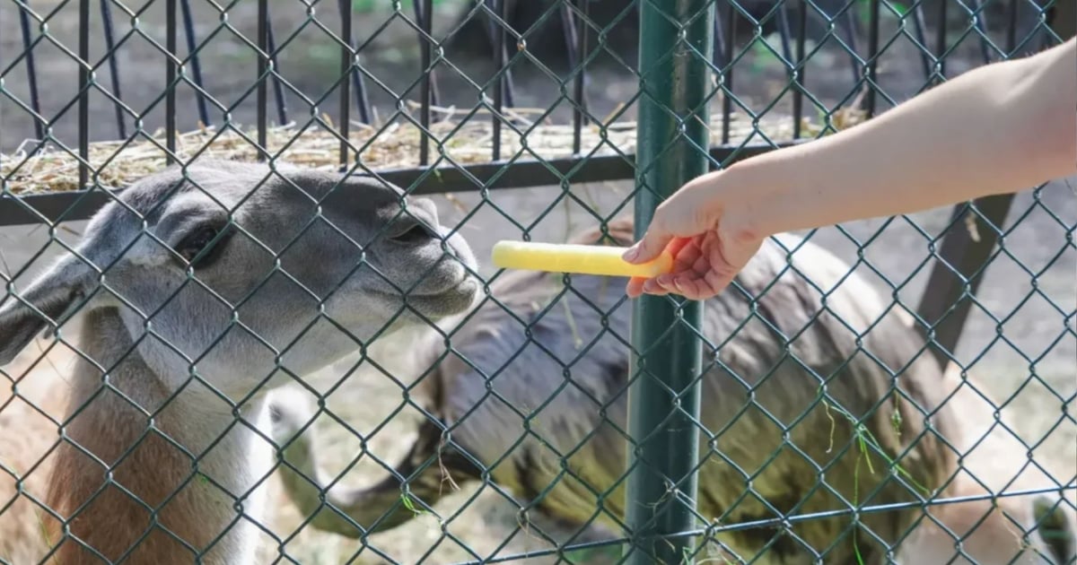 Nowy numer alarmowy w ZOO Wrocław. Teraz możesz zgłosić dokarmianie