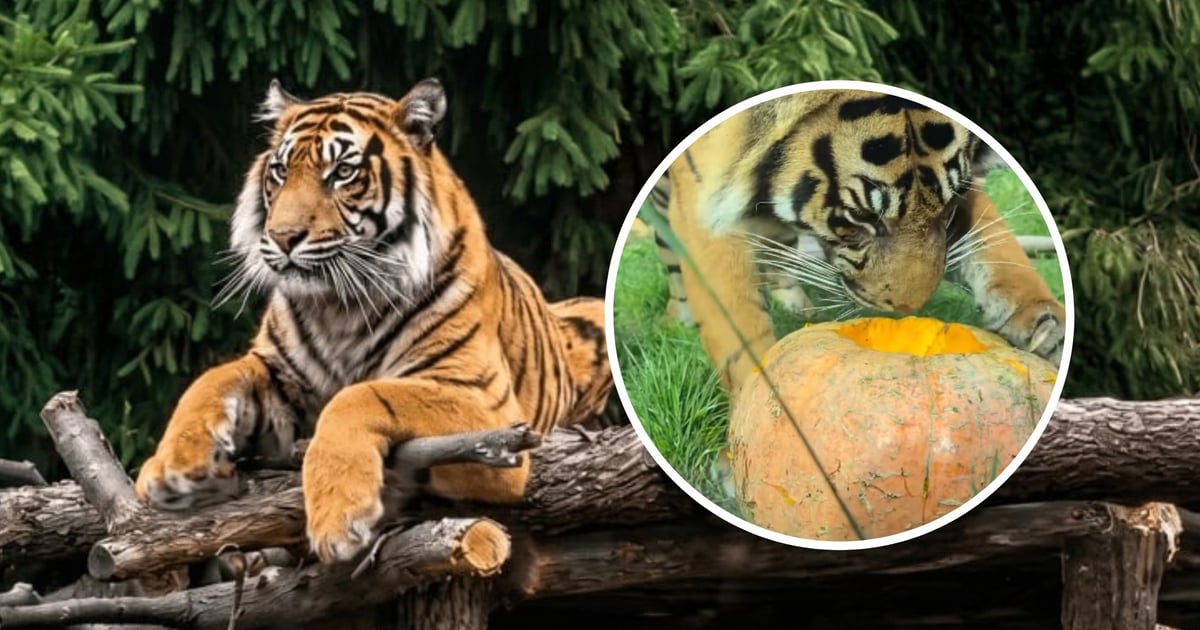 Jesieniary, wpadajcie do ZOO Wrocław! Tygrysy już poczuły aurę