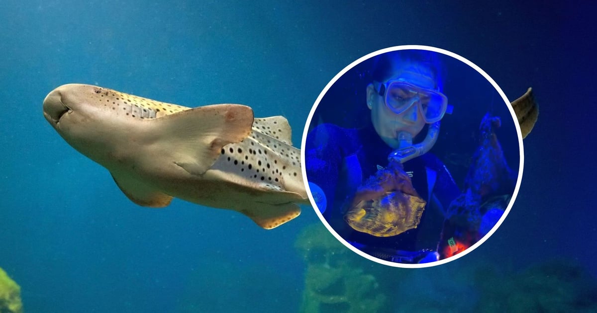 Niezwykły widok w ZOO Wrocław. Jaja rekinów brodatych z bliska