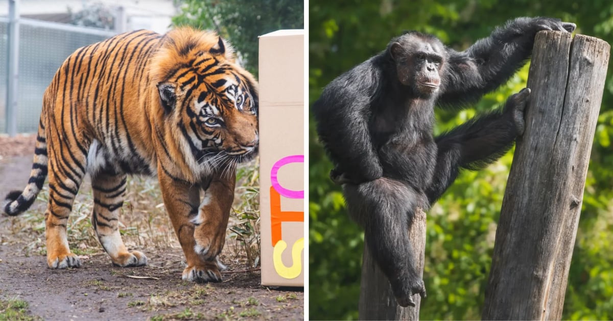 Po co tygrysom tekturowe pudła? Odpowiedź na zajęciach w ZOO Wrocław